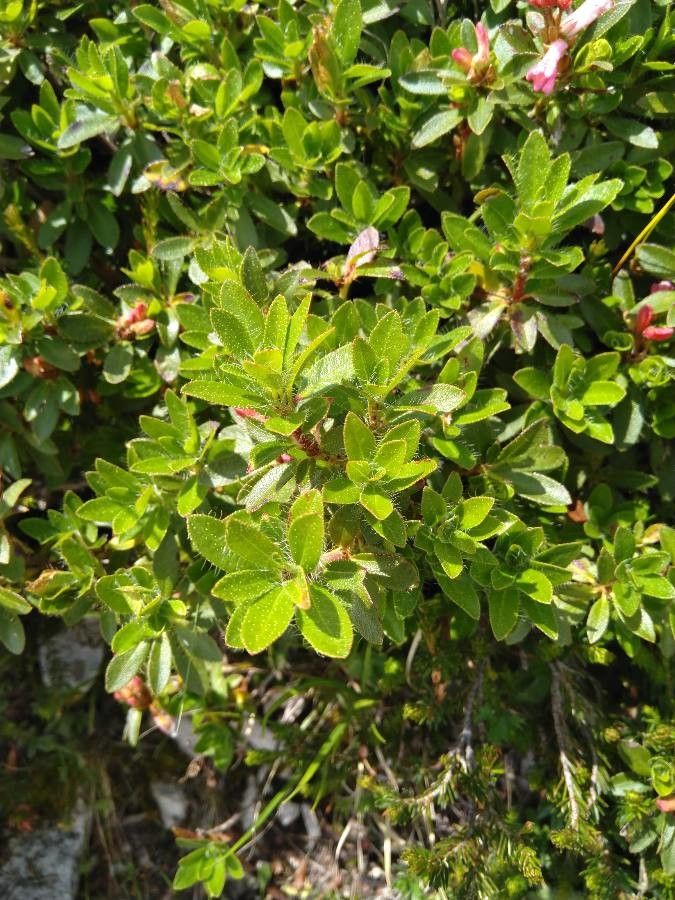 Rhododendron hirsutum leaf