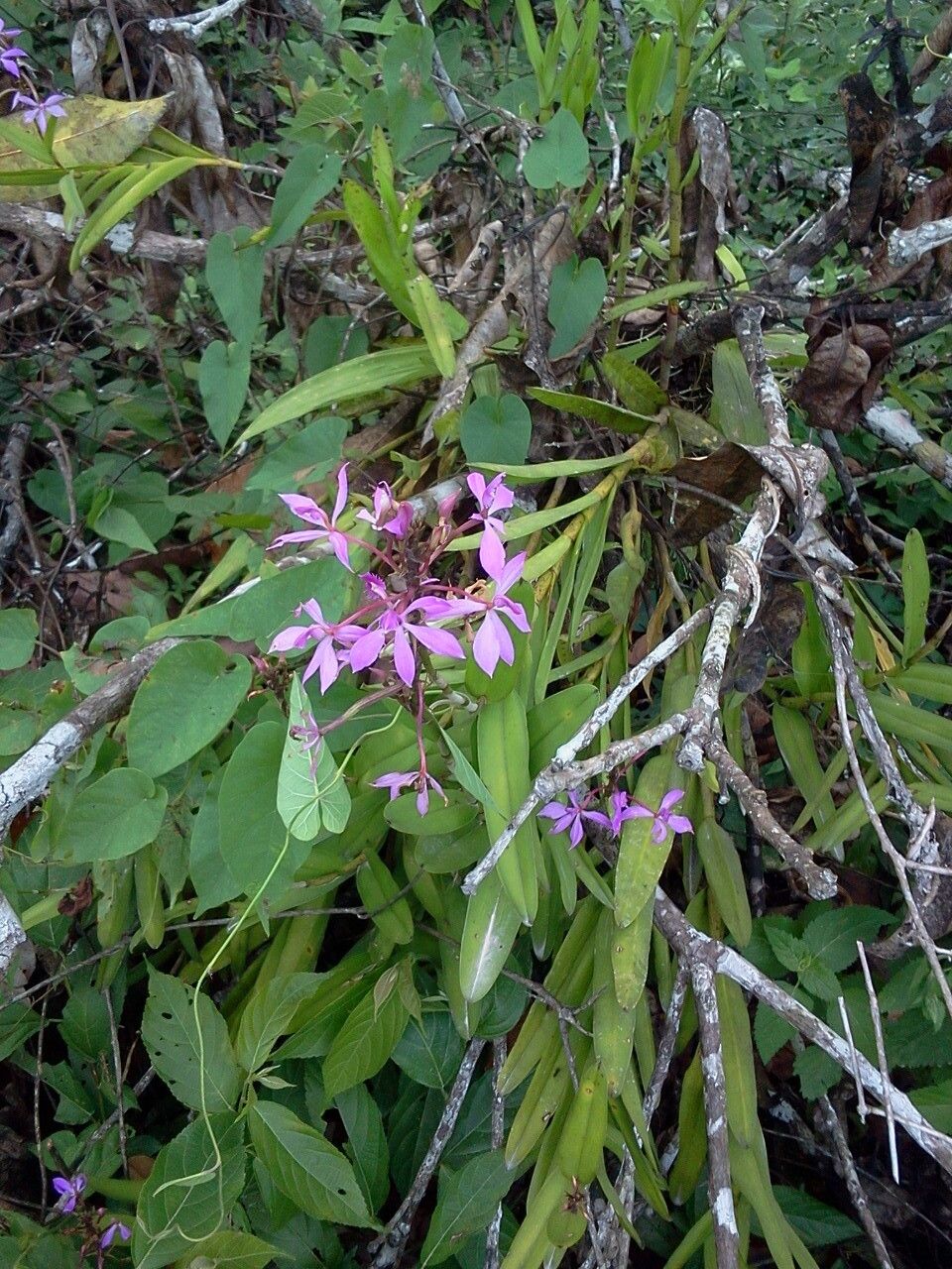 Epidendrum flexuosum habit