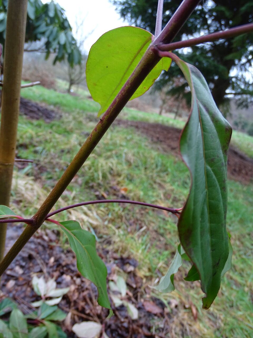 Cornus hongkongensis leaf