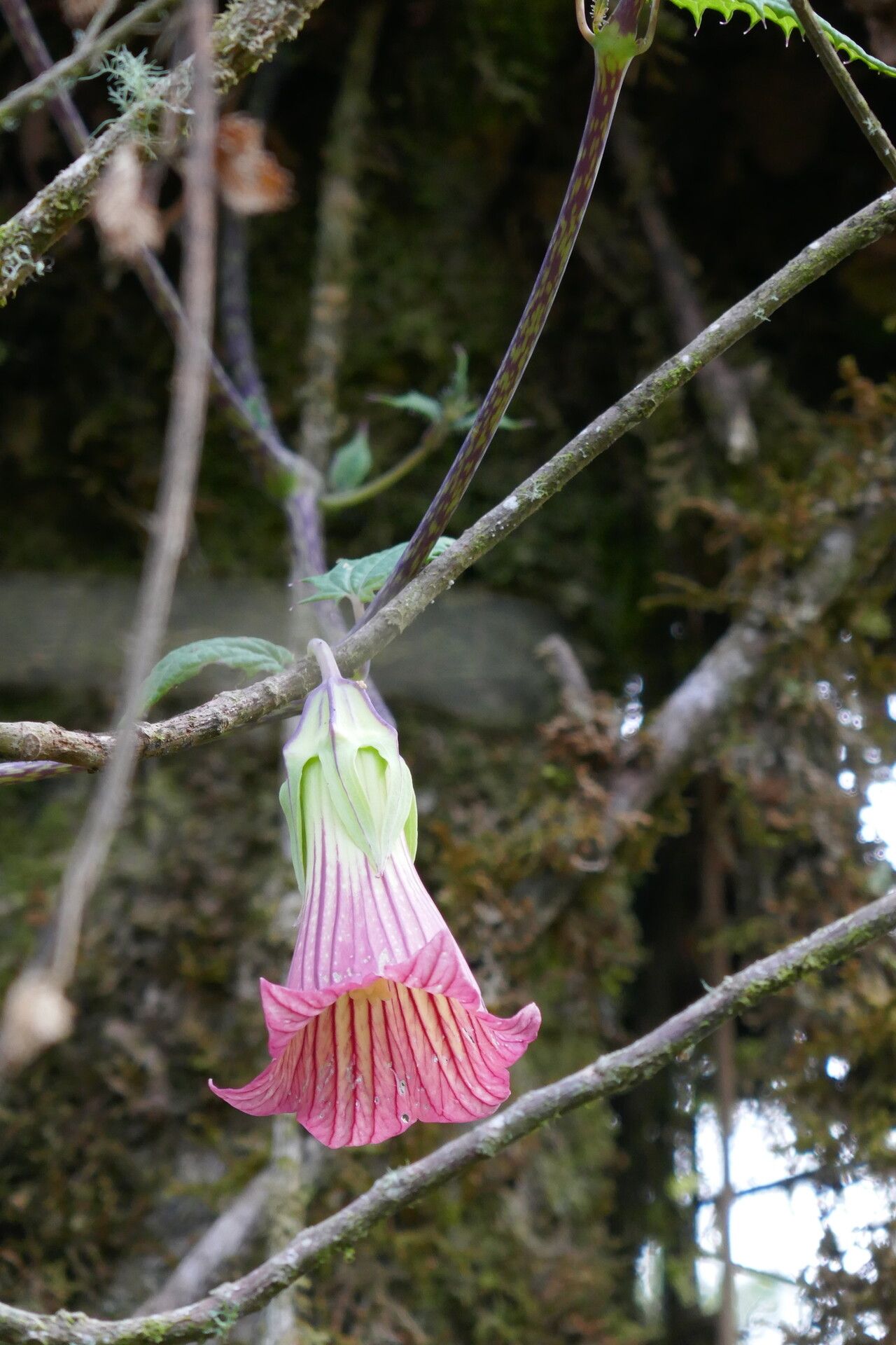 Canarina eminii — related species from the same genus