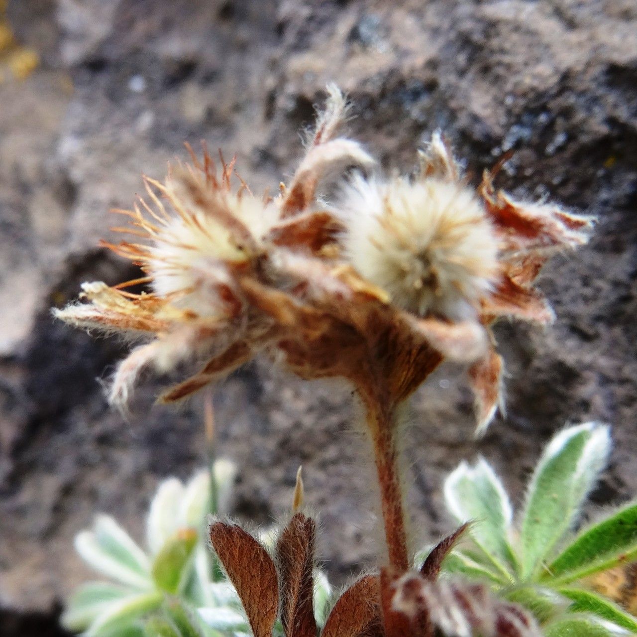 Potentilla nivalis fruit