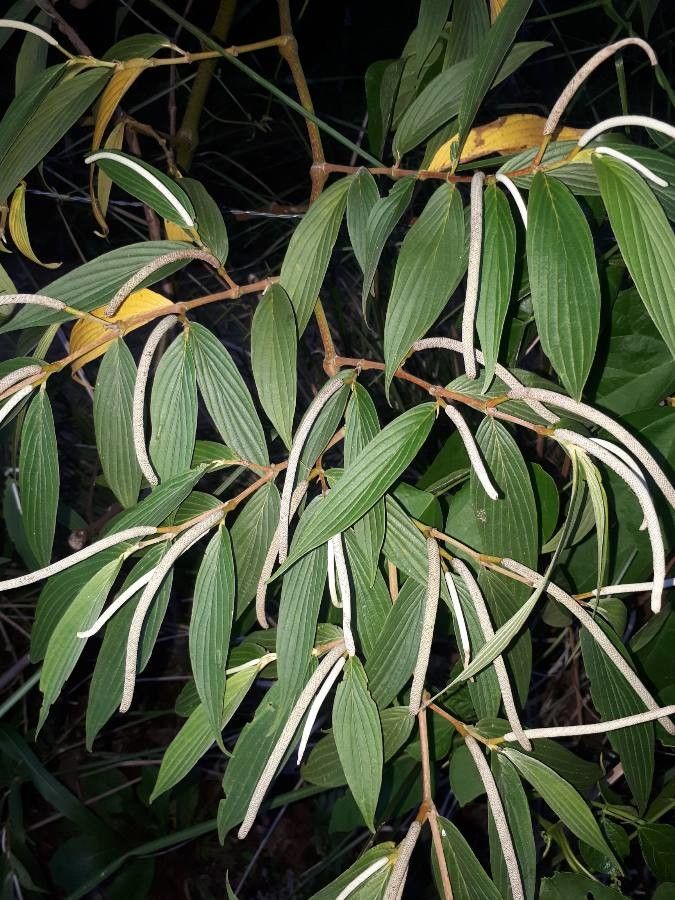 Piper friedrichsthalii — search result for 'Piper'