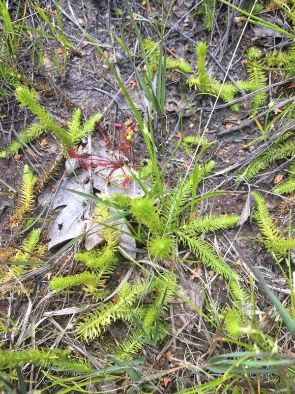 Lycopodiella inundata flower
