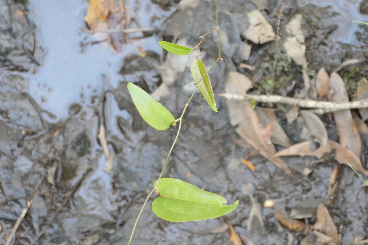 Smilax walteri bark