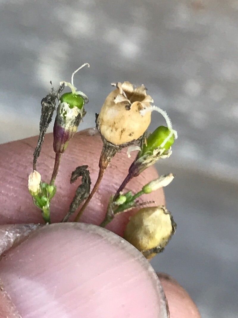 Silene catholica fruit