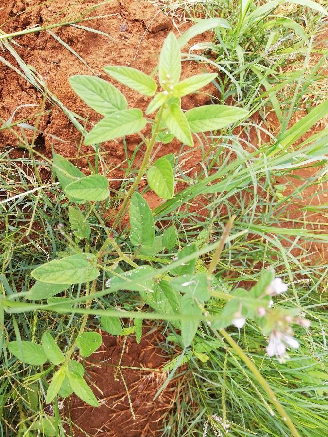 Cleome monophylla — search result for 'Cleome'