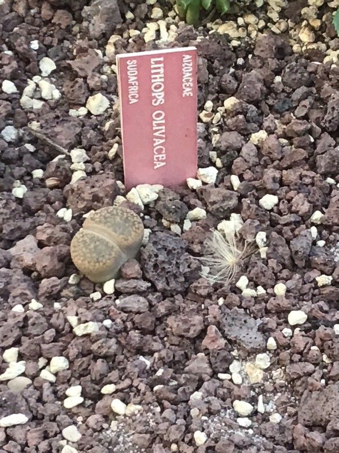 Lithops olivacea — search result for 'Aizoaceae'