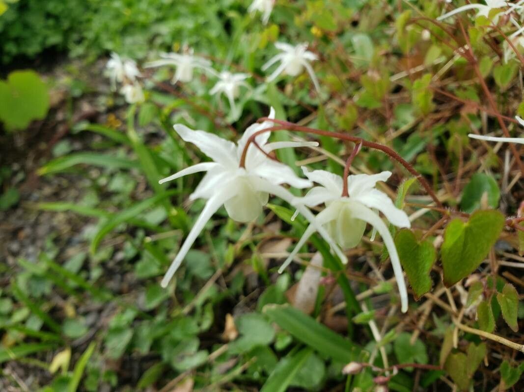 Epimedium grandiflorum flower