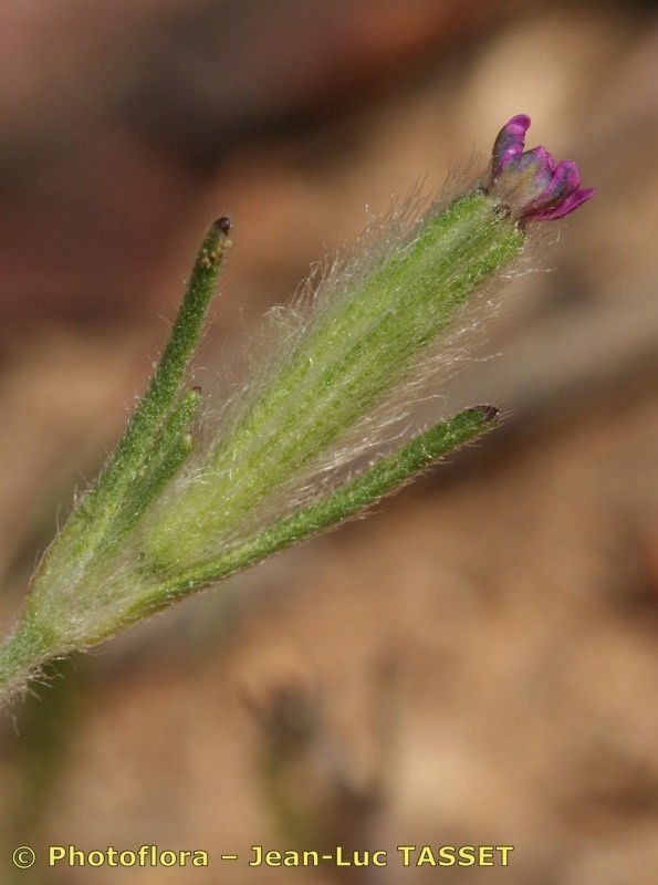 Silene micropetala — houseplant care guide