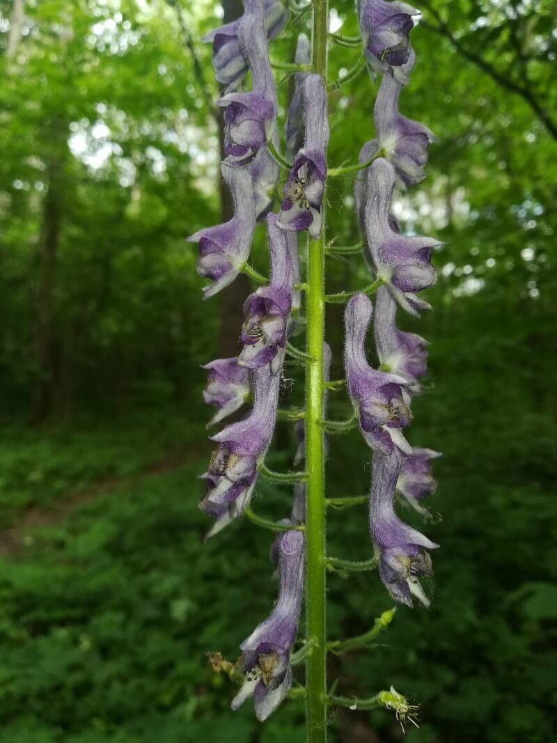 Aconitum septentrionale flower