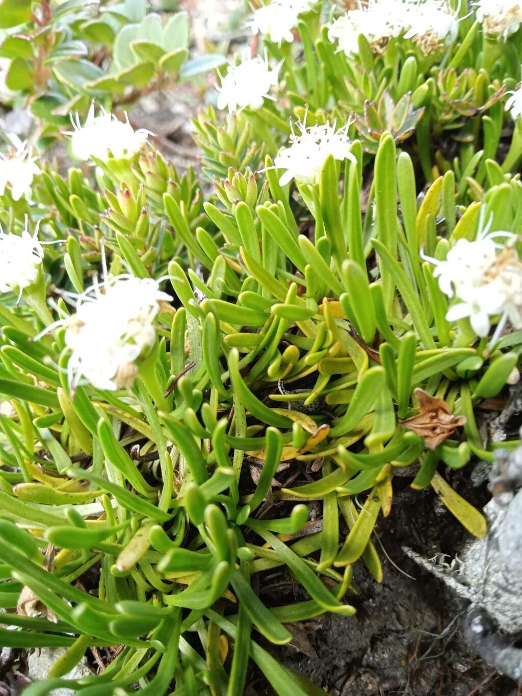 Valeriana stenophylla — houseplant care guide