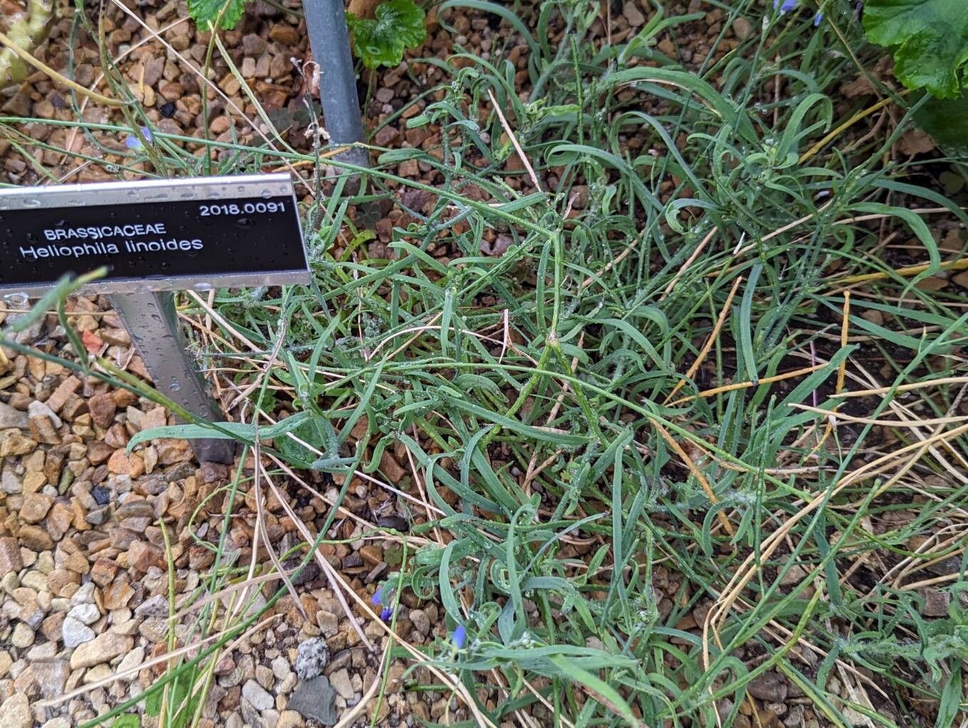 Heliophila linoides habit