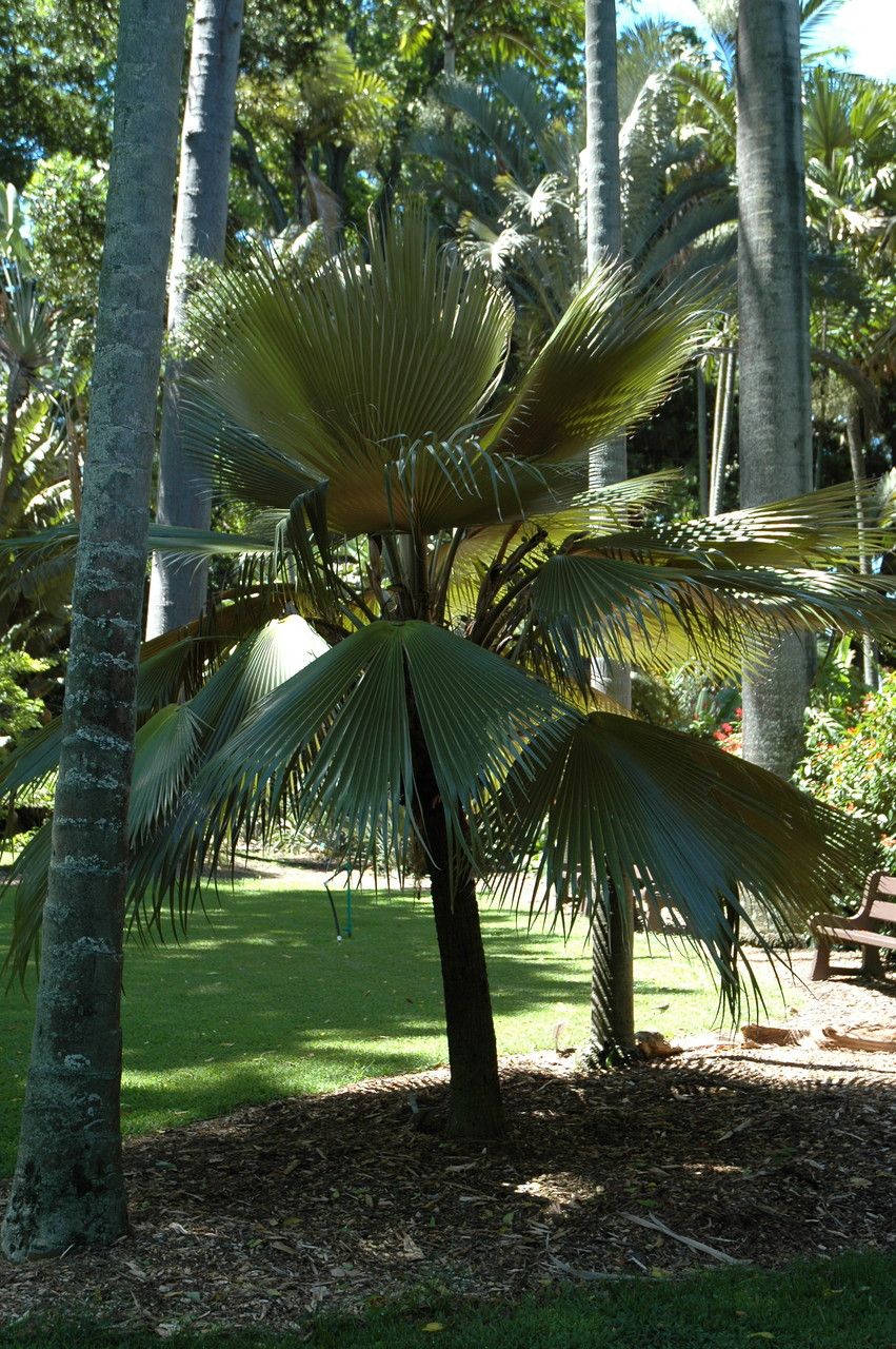 Pritchardia martii habit