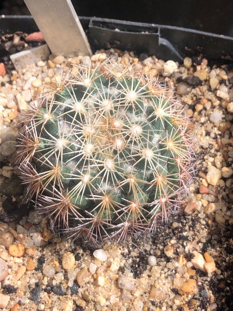 Coryphantha retusa — houseplant care guide