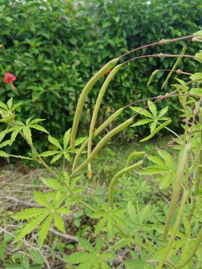 Tarenaya spinosa fruit