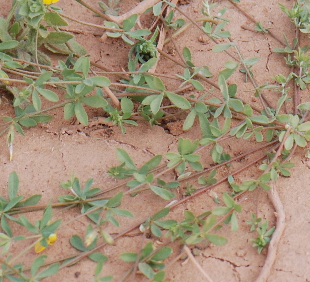 Lotus jolyi — search result for 'Lotus'