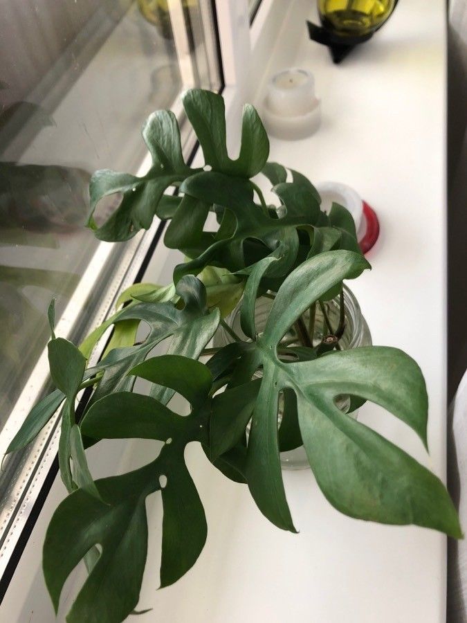Monstera minima habit