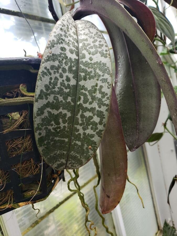 Phalaenopsis schilleriana — houseplant care guide