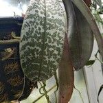 Phalaenopsis schilleriana