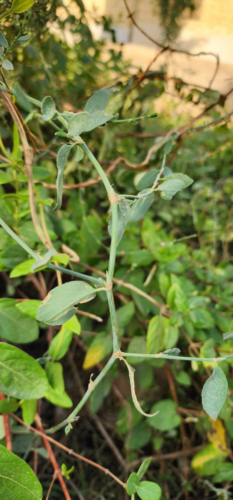 Polygonum iranicum other