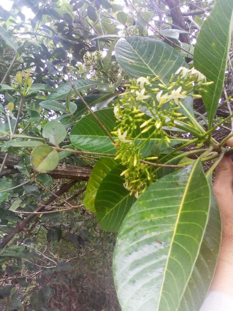 Alstonia costata flower