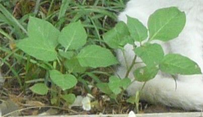 Solanum ptychanthum — search result for 'Solanaceae'