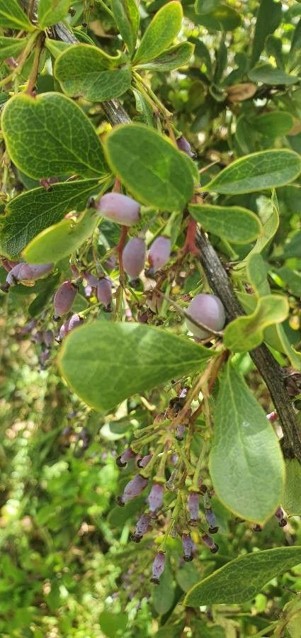 Berberis holstii fruit