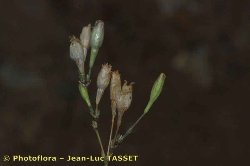Silene inaperta flower