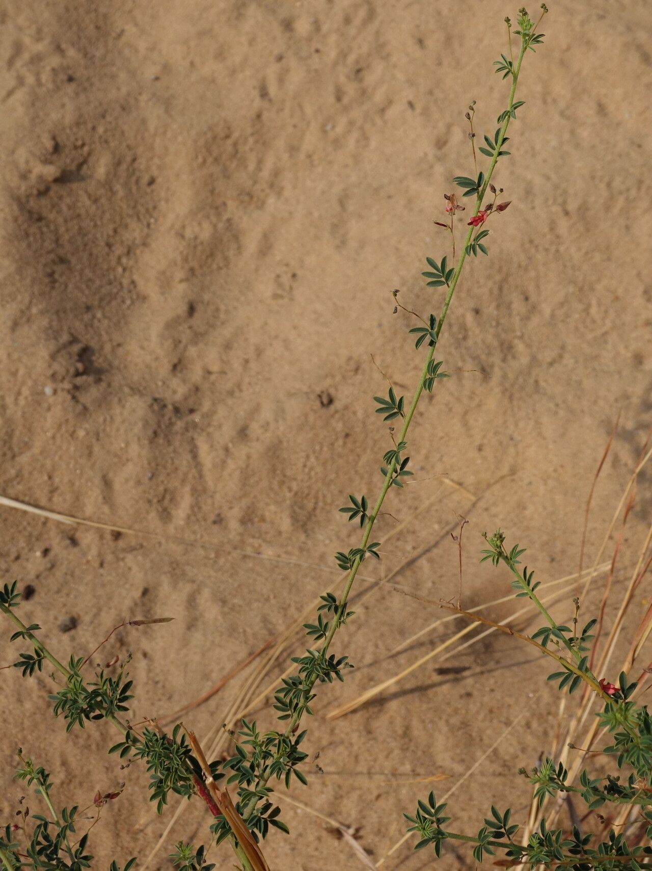 Indigofera bojeri — search result for 'Indigofera'