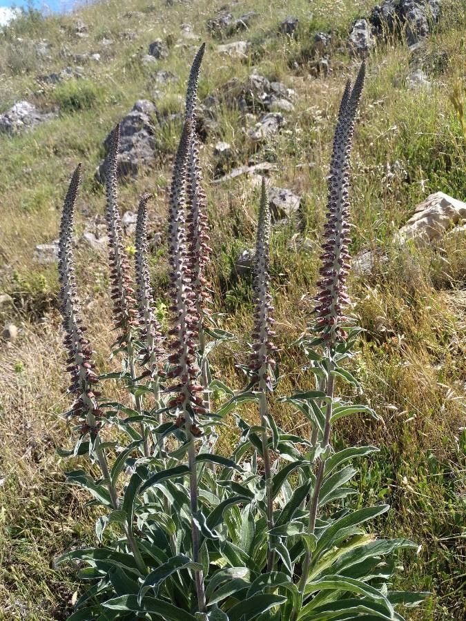 Digitalis parviflora bark