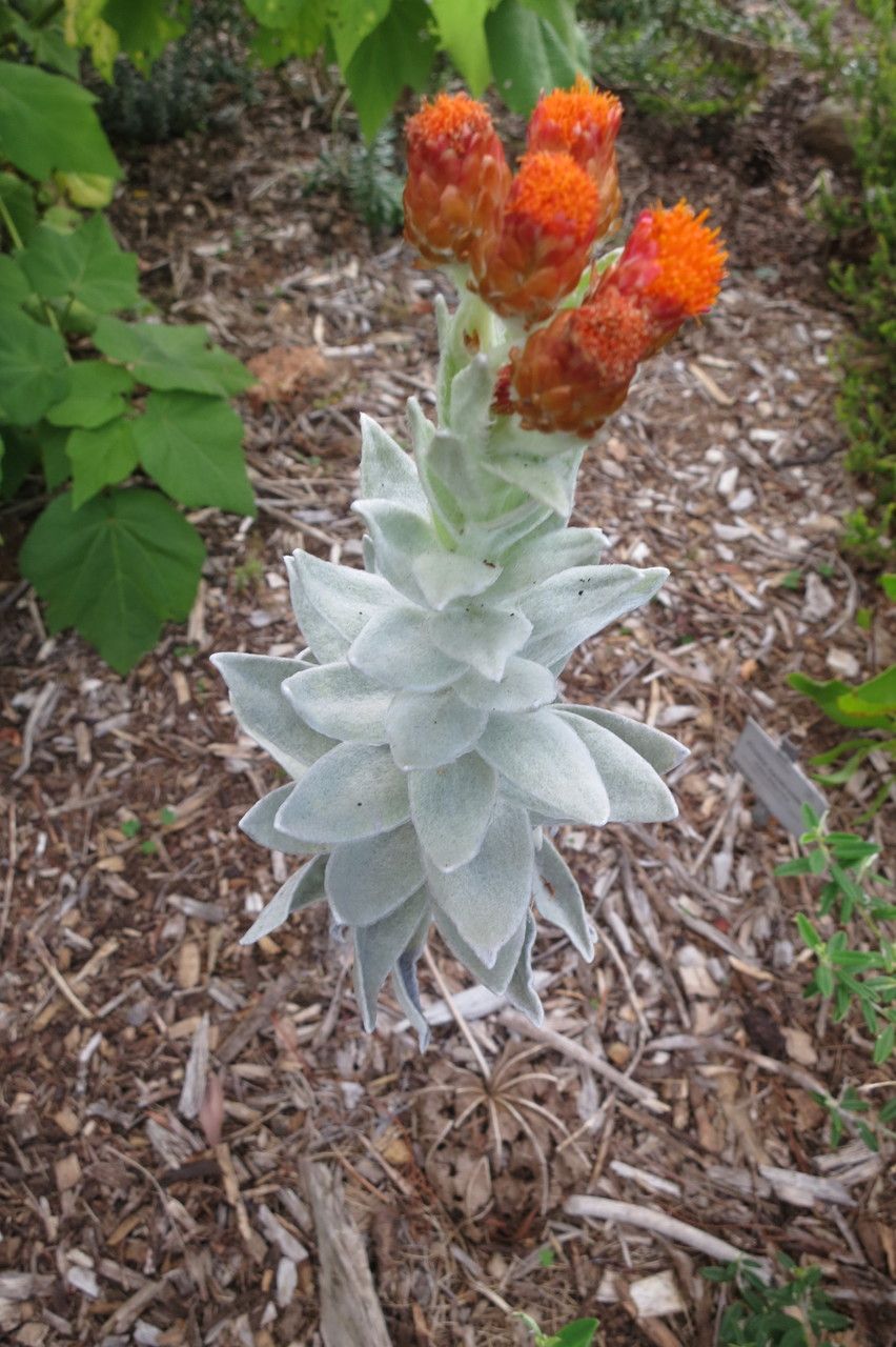 Syncarpha eximia habit
