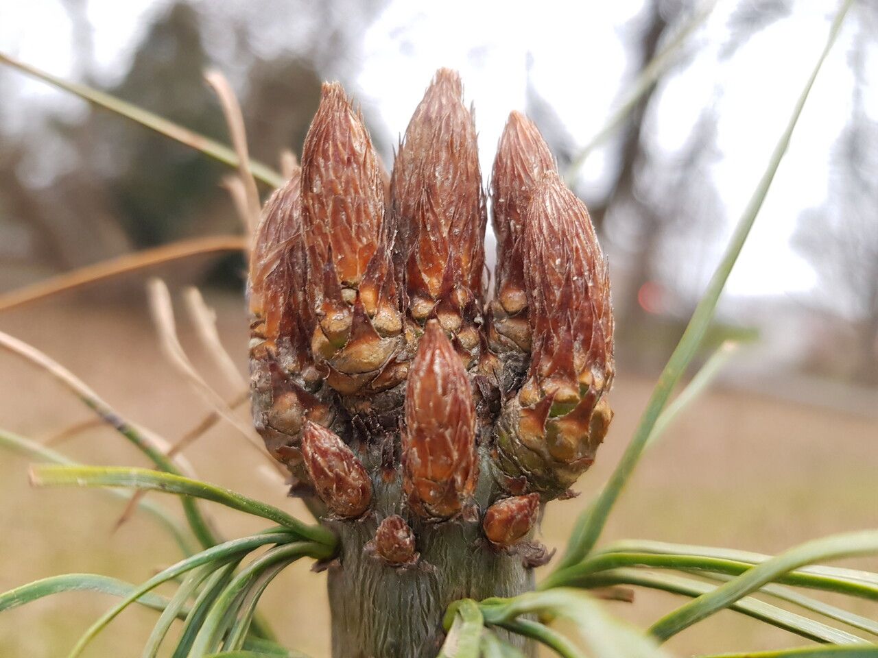 Pinus wallichiana leaf