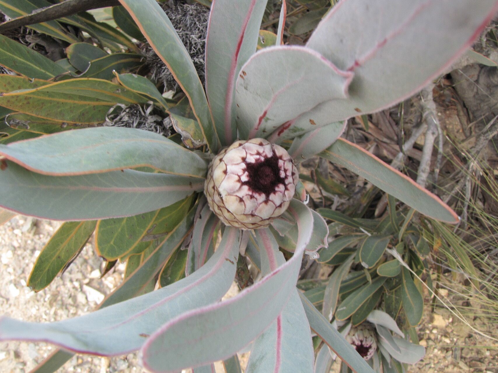 Protea lorifolia — search result for 'Protea'