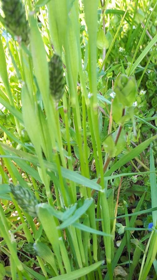 Alopecurus rendlei leaf