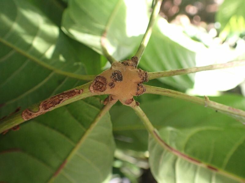 Cola pachycarpa — houseplant care guide