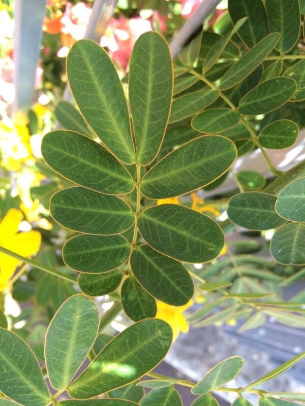 Senna surattensis leaf