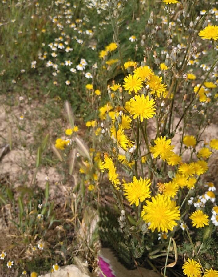 Sonchus tenerrimus flower
