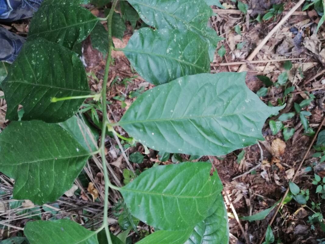 Turraea cabrae — related species from the same genus