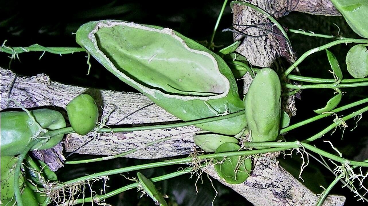 Dischidia major flower