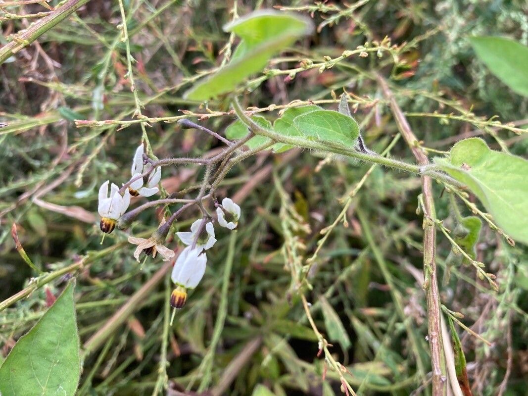 Solanum lyratum flower