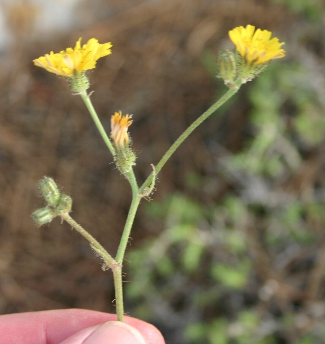 Crepis aspera flower