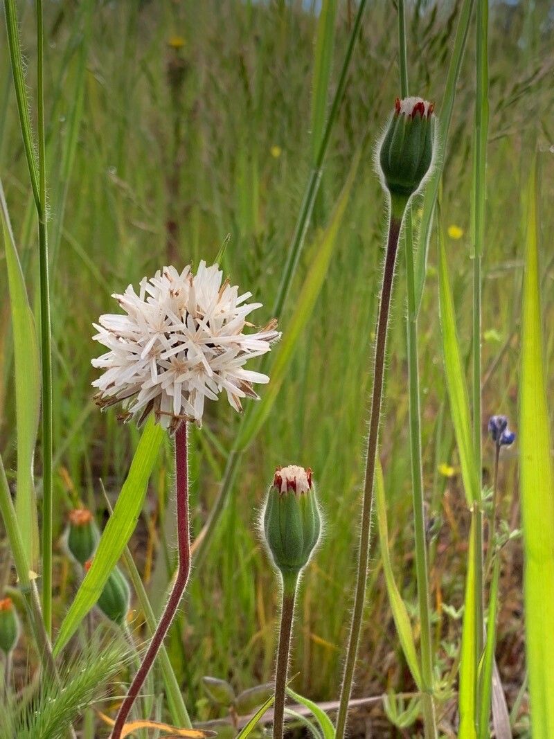 Achyrachaena mollis flower
