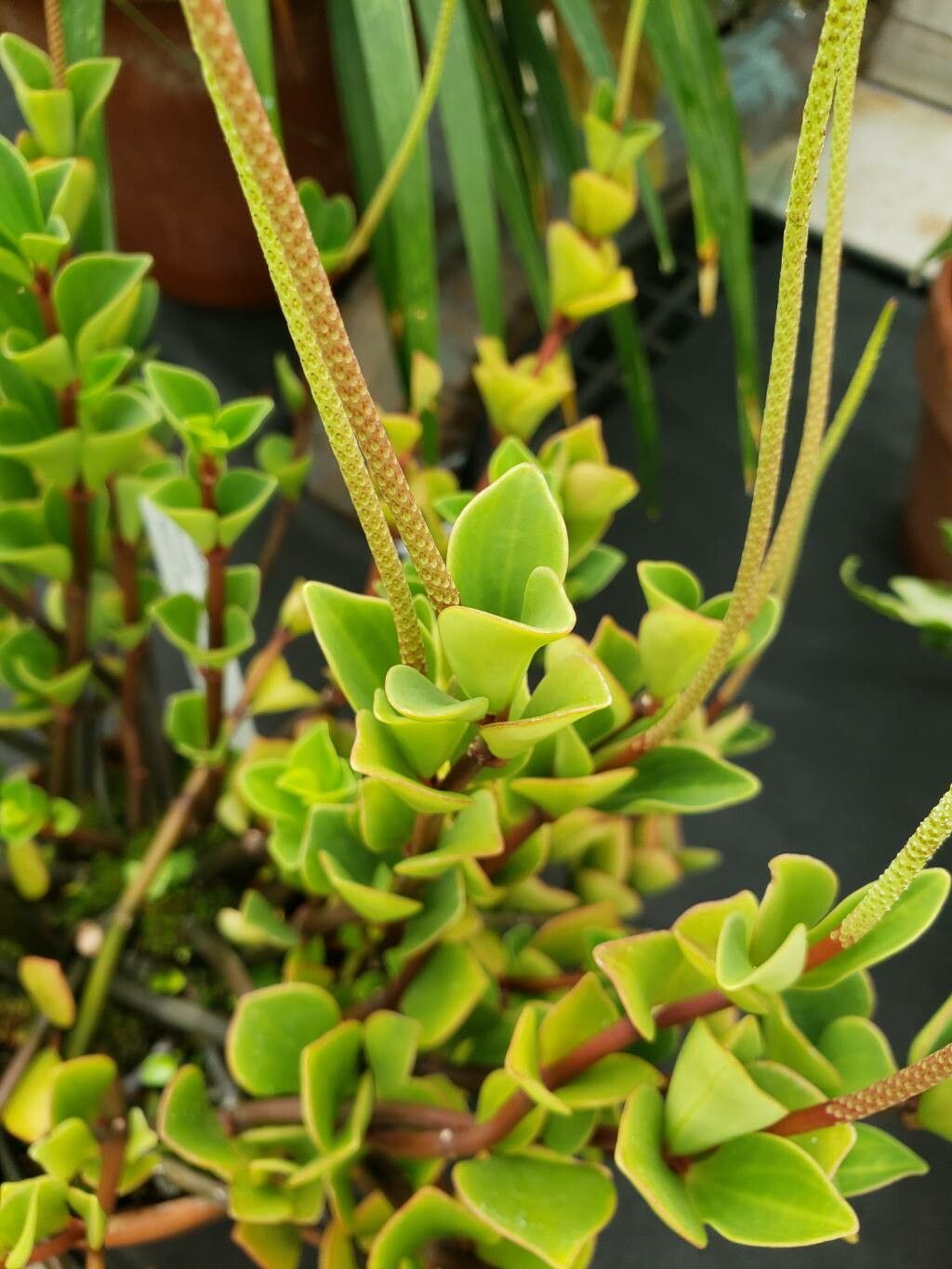 Peperomia angustata — houseplant care guide