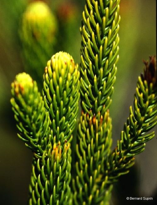 Dacrydium guillauminii fruit
