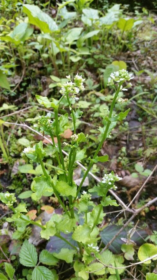 Cochlearia pyrenaica flower