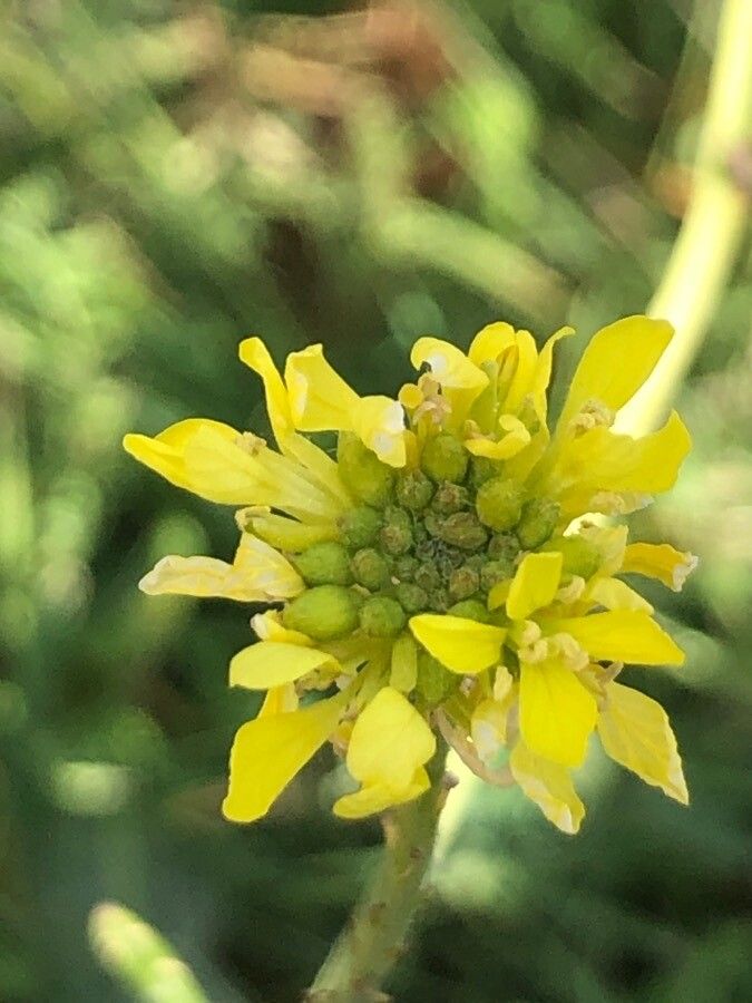 Hirschfeldia incana flower