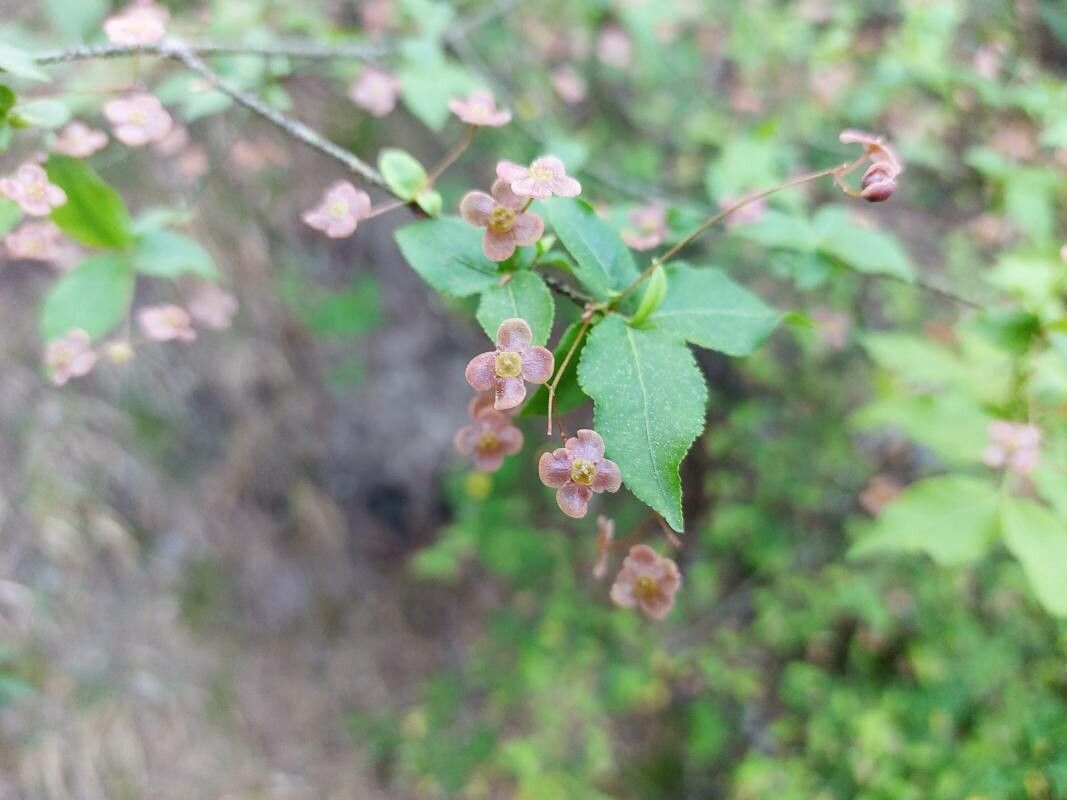 Euonymus verrucosa flower