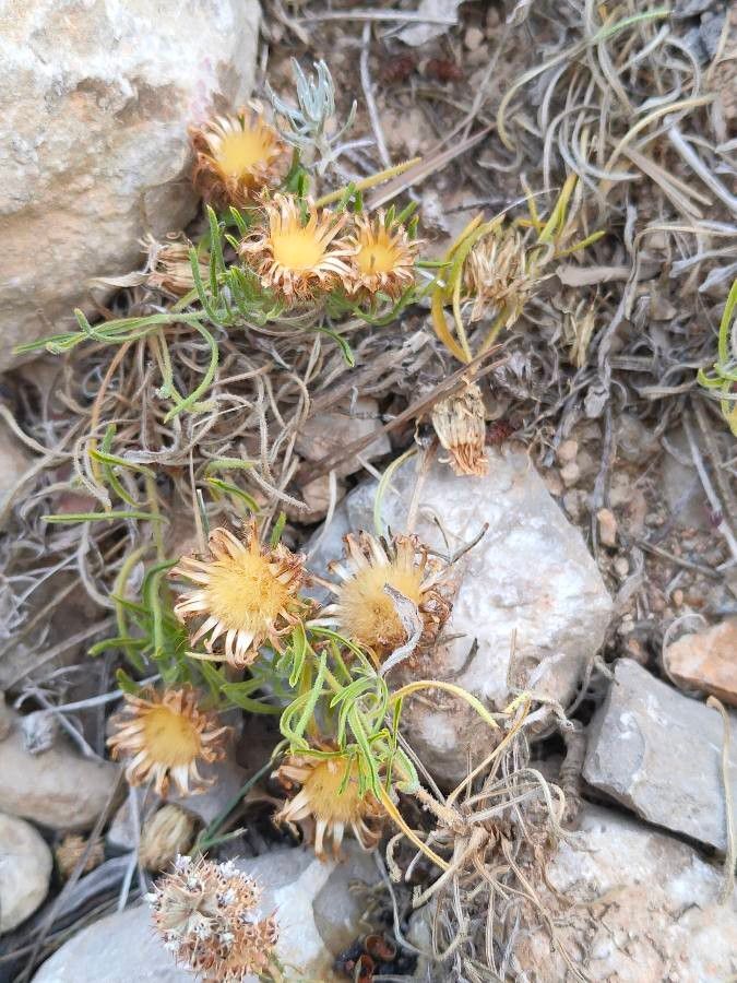 Centaurea linifolia leaf