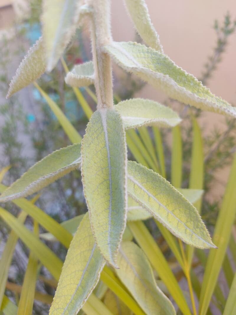 Pterocaulon lanatum leaf
