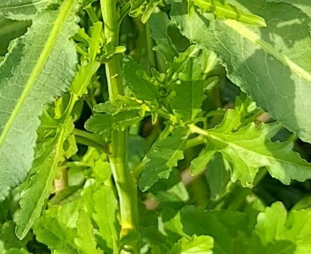 Rorippa hilariana — search result for 'Rorippa'